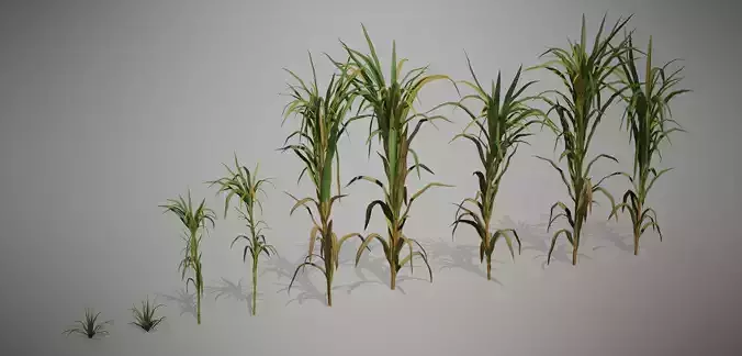 Sugar Cane 3D Models Low-Poly Crops Low-poly 3D model