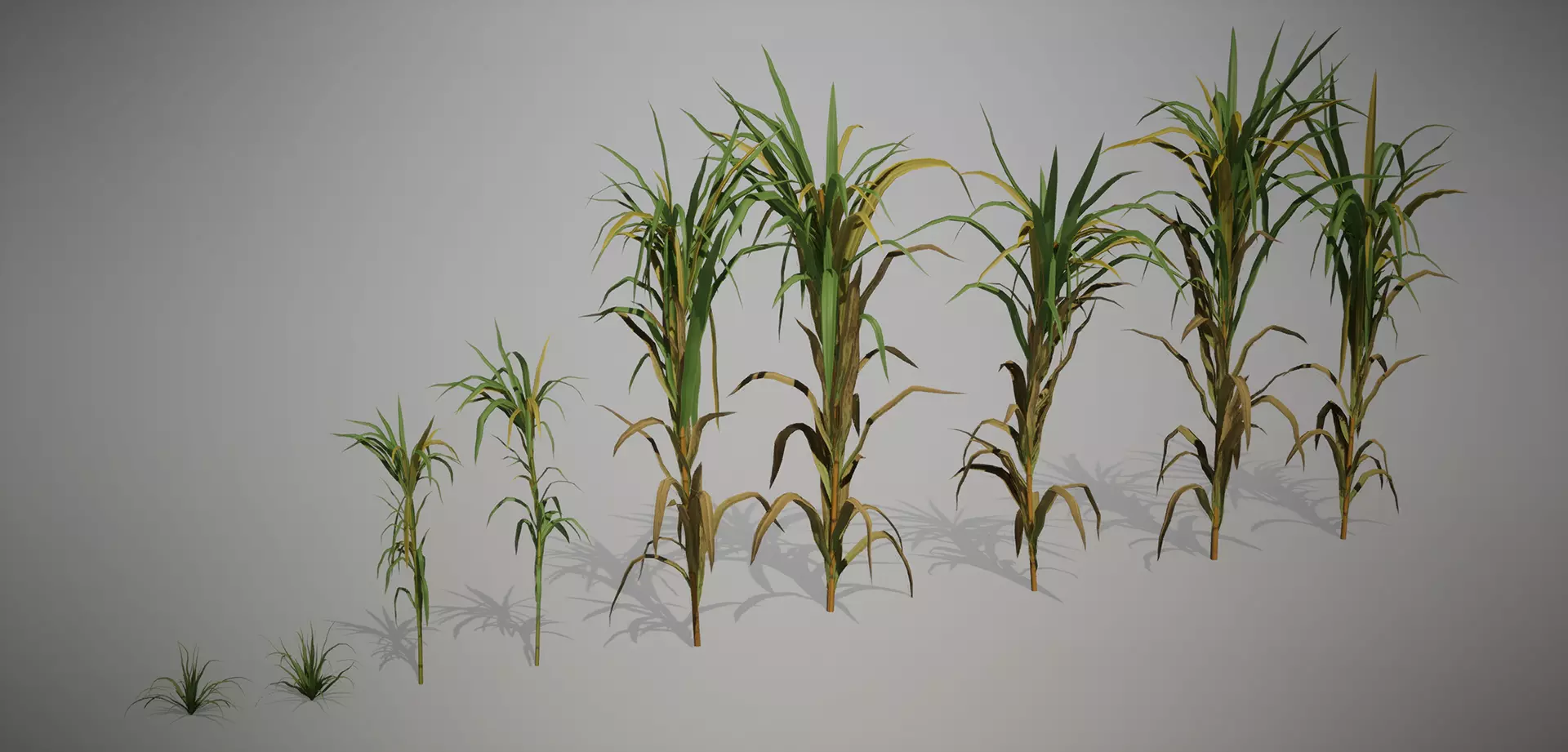 Sugar Cane 3D Models Low-Poly Crops Low-poly 3D model_0