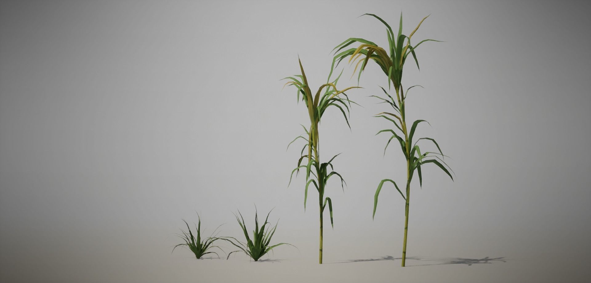 Sugar Cane 3D Models Low-Poly Crops Low-poly 3D model_1