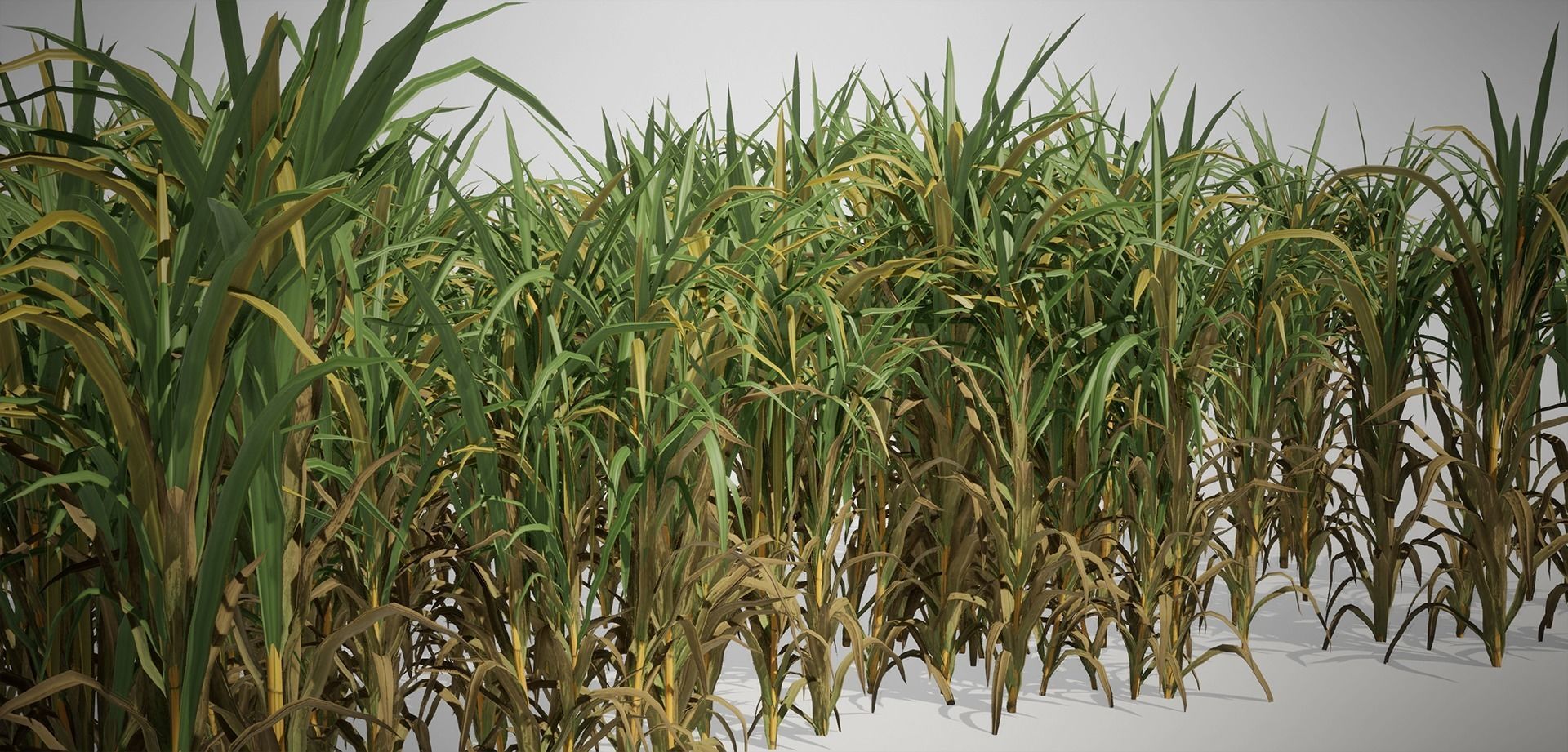 Sugar Cane 3D Models Low-Poly Crops Low-poly 3D model_3