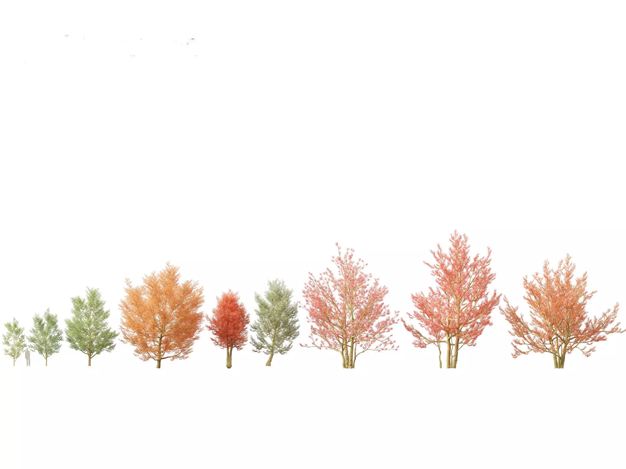 Amelanchier canadensis - Canadian serviceberry 3D model