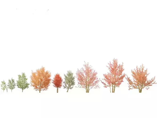 Amelanchier canadensis - Canadian serviceberry 3D model