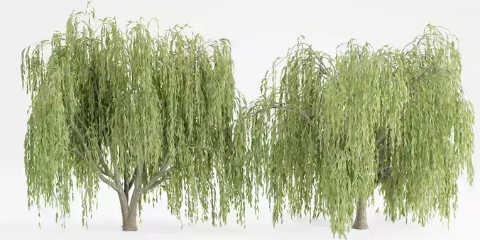 collection willow trees vol12-Blender