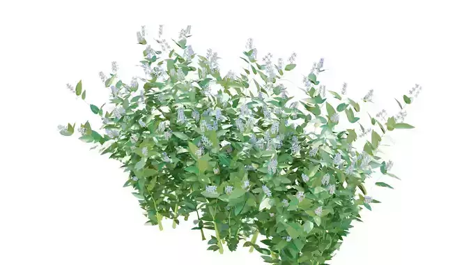 pseuderanthemum reticulatum plants