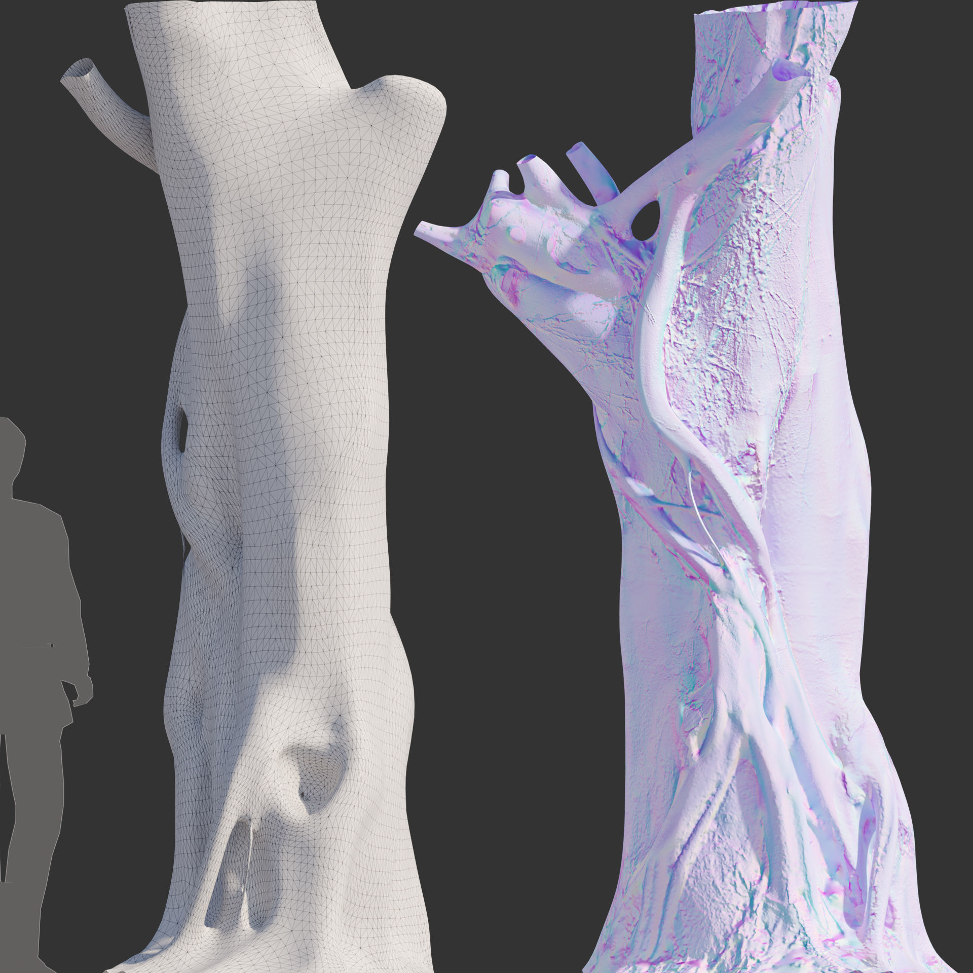 Ficus Tree Trunk 10 3D model_2