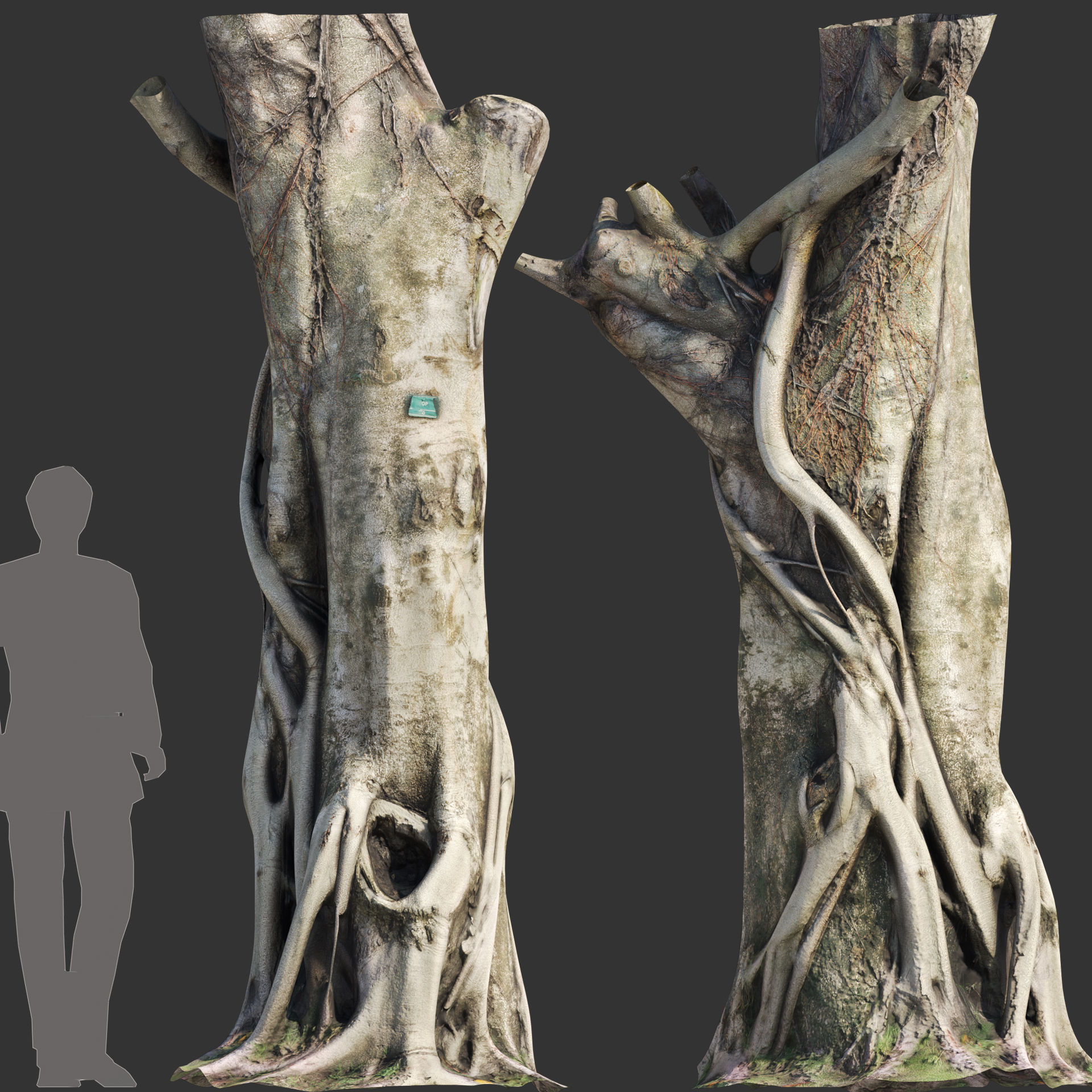 Ficus Tree Trunk 10 3D model_1
