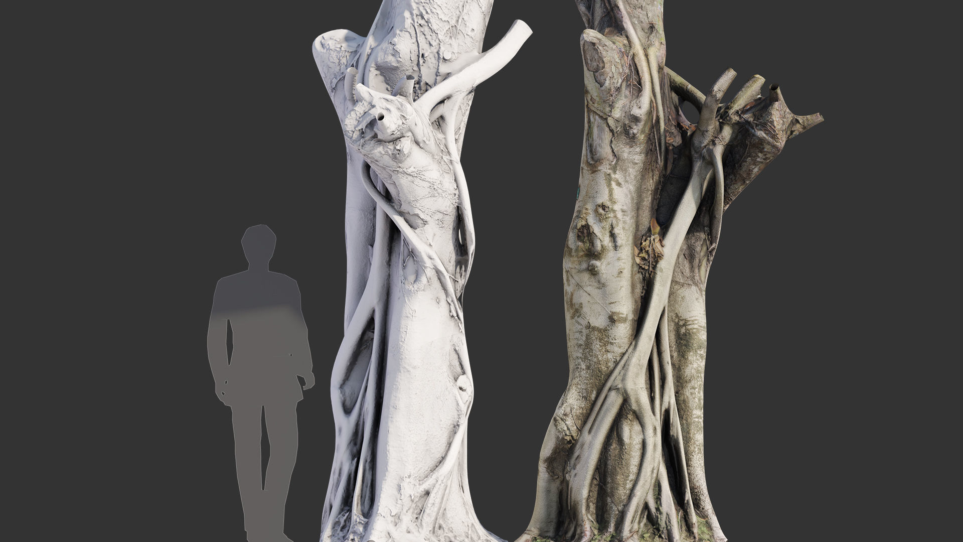 Ficus Tree Trunk 10 3D model_9