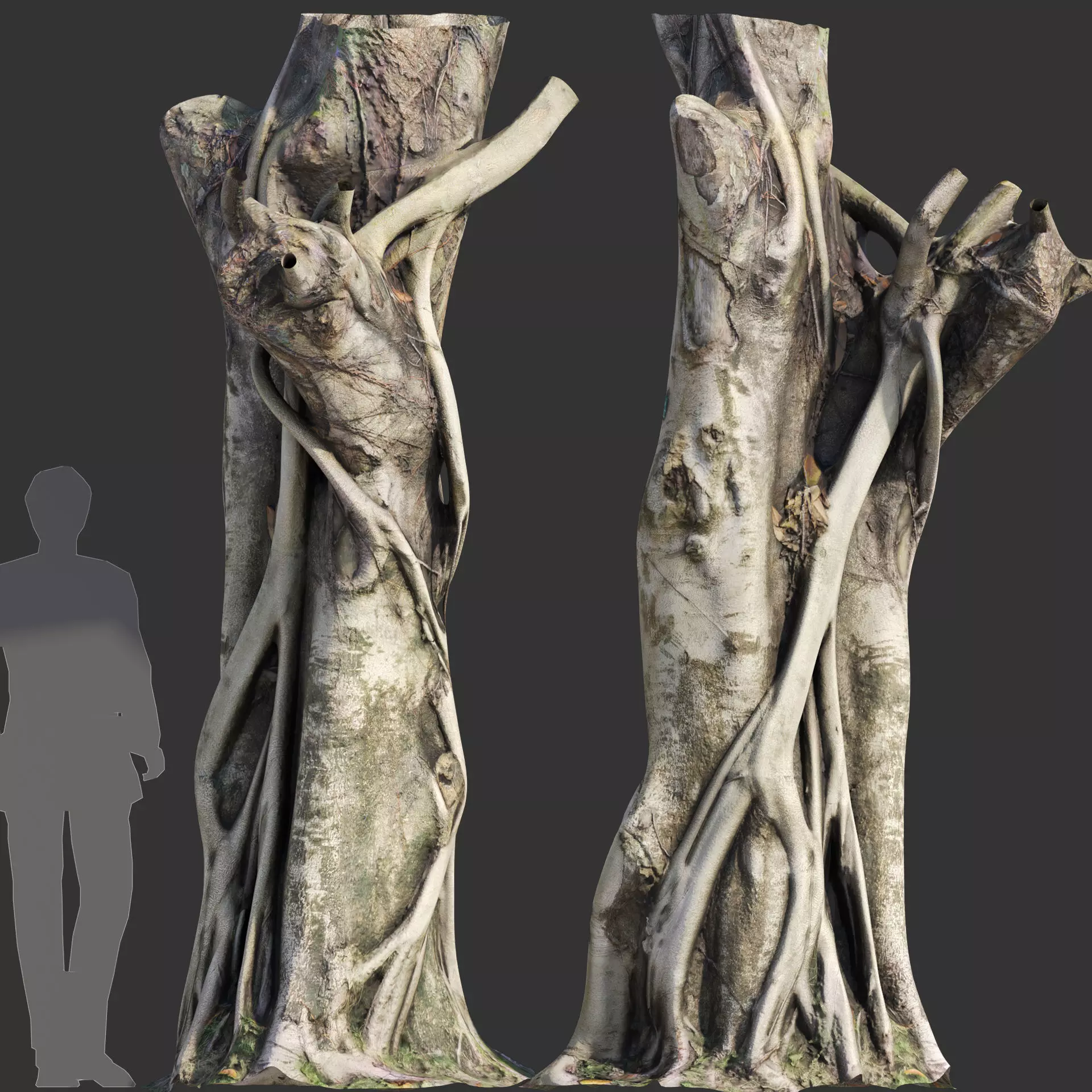 Ficus Tree Trunk 10 3D model_0