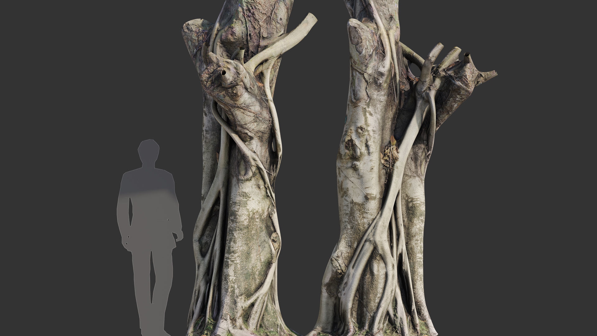 Ficus Tree Trunk 10 3D model_6