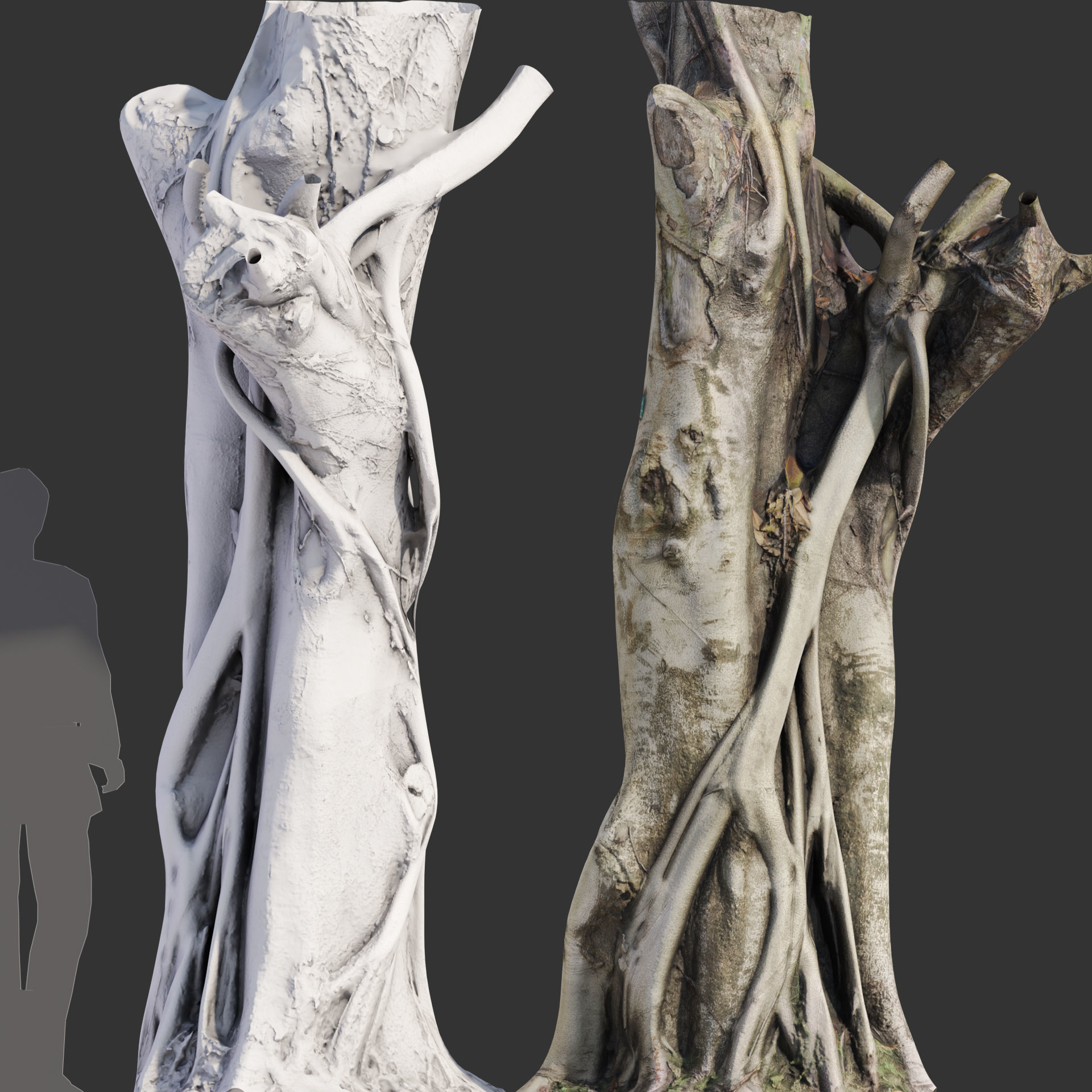 Ficus Tree Trunk 10 3D model_3