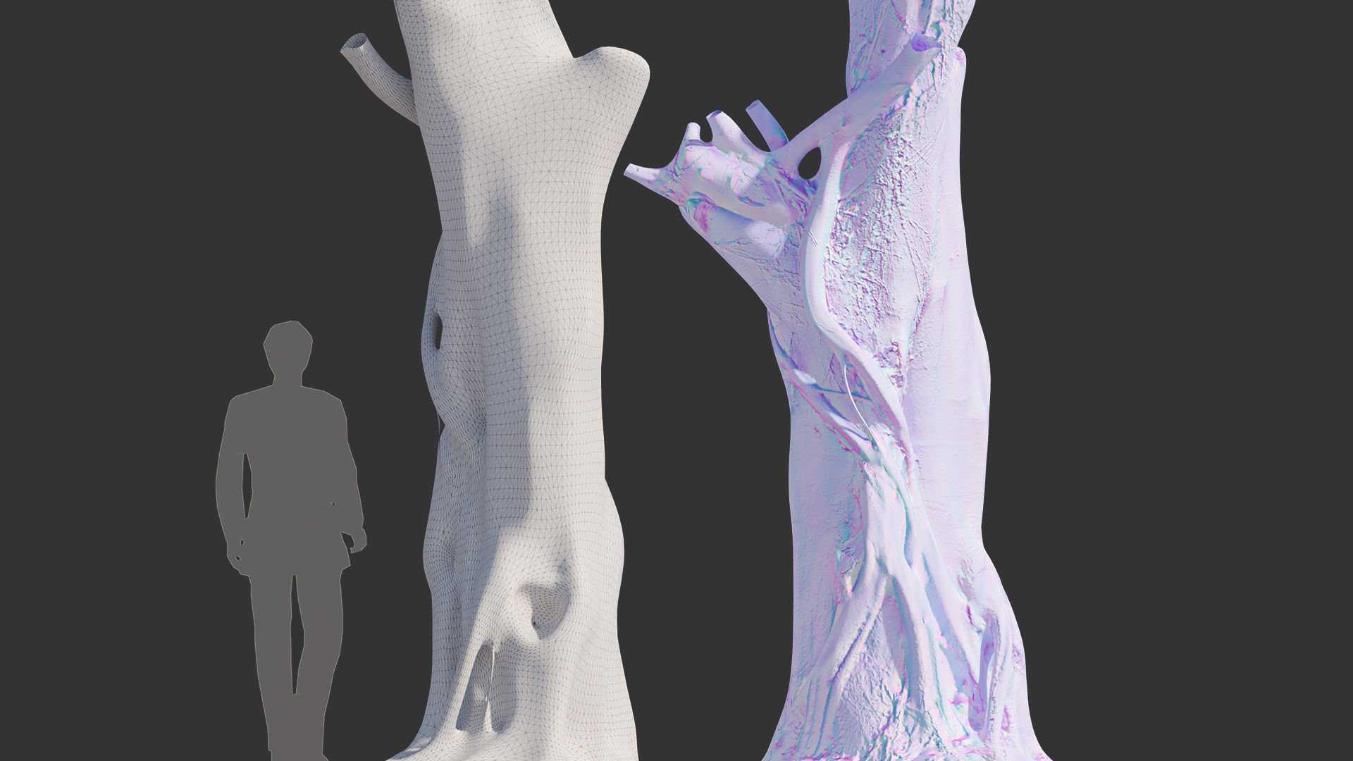 Ficus Tree Trunk 10 3D model_8