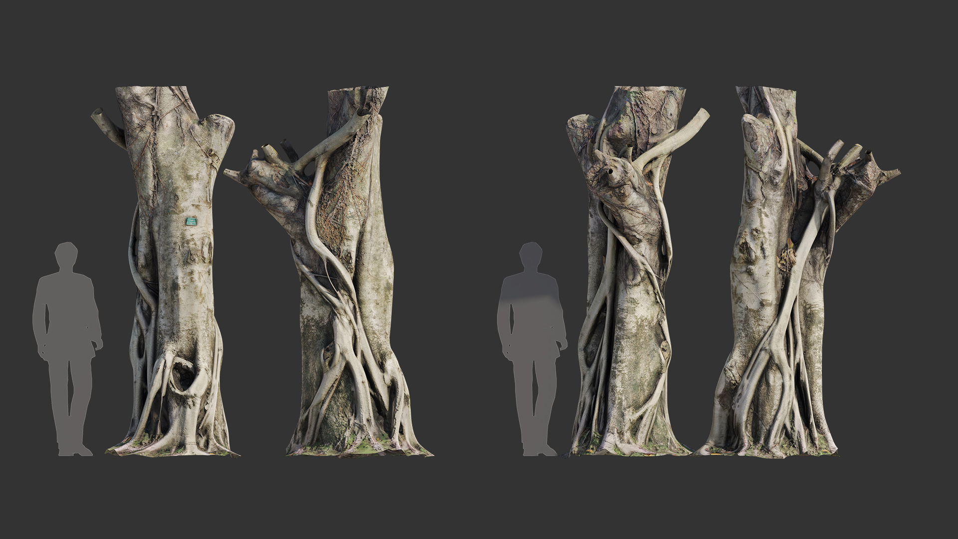 Ficus Tree Trunk 10 3D model_4