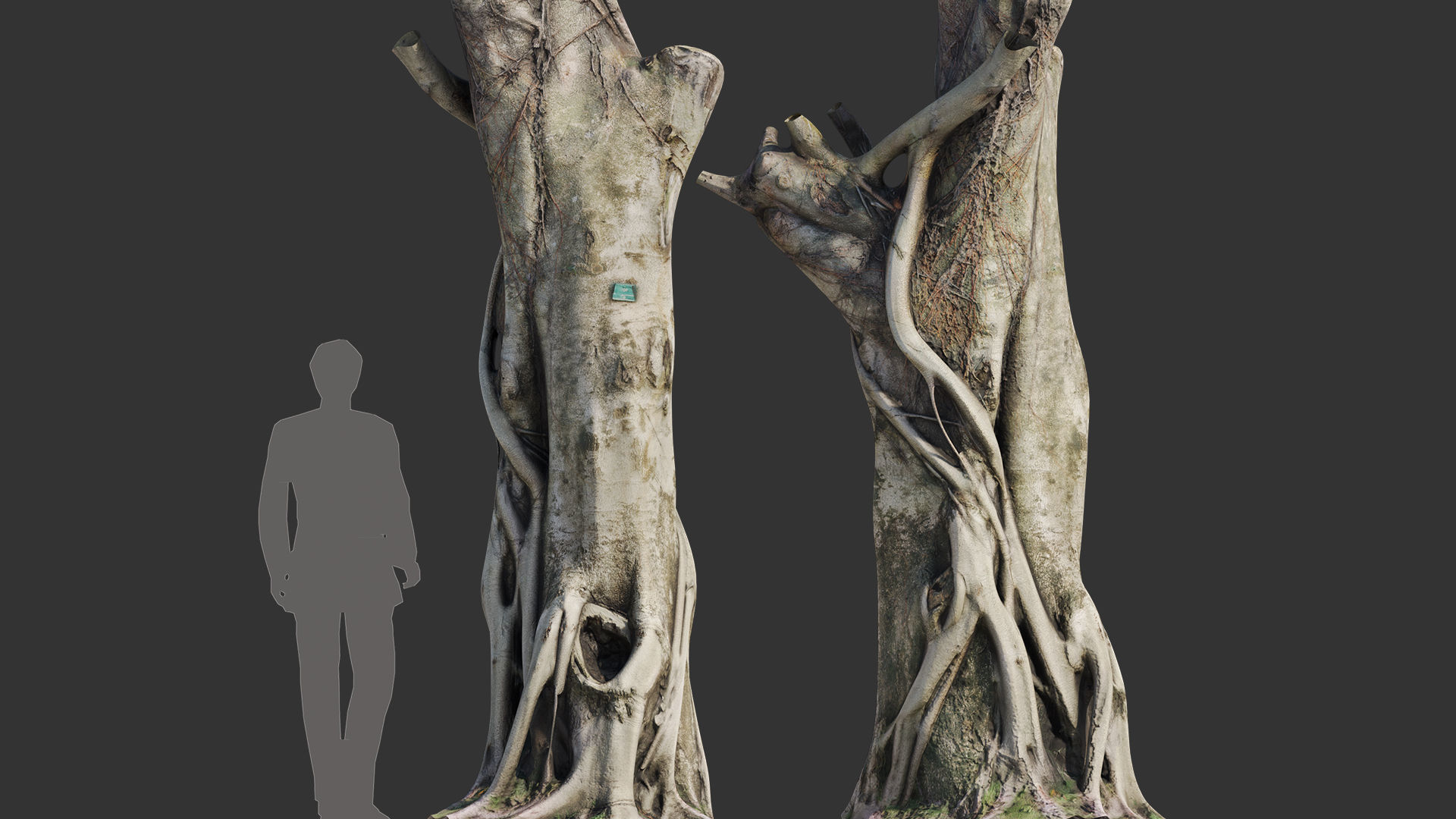 Ficus Tree Trunk 10 3D model_5