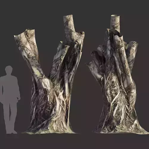 Ficus Tree Trunk 06