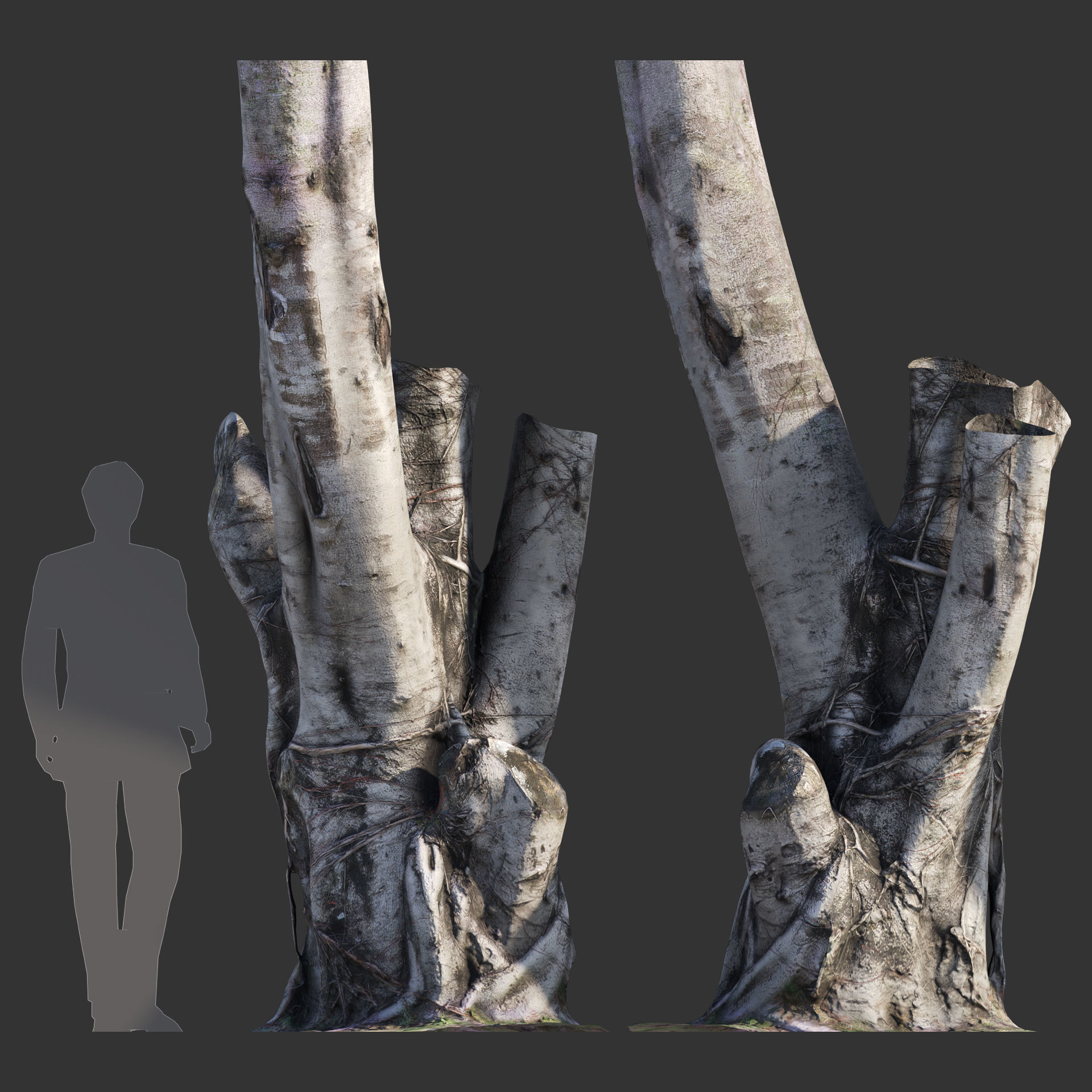 Ficus Tree Trunk 08 3D model_1