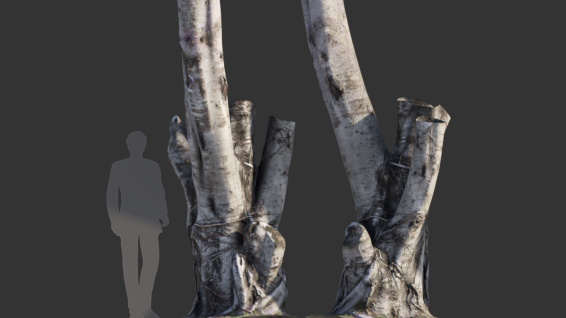 Ficus Tree Trunk 08 3D model_5