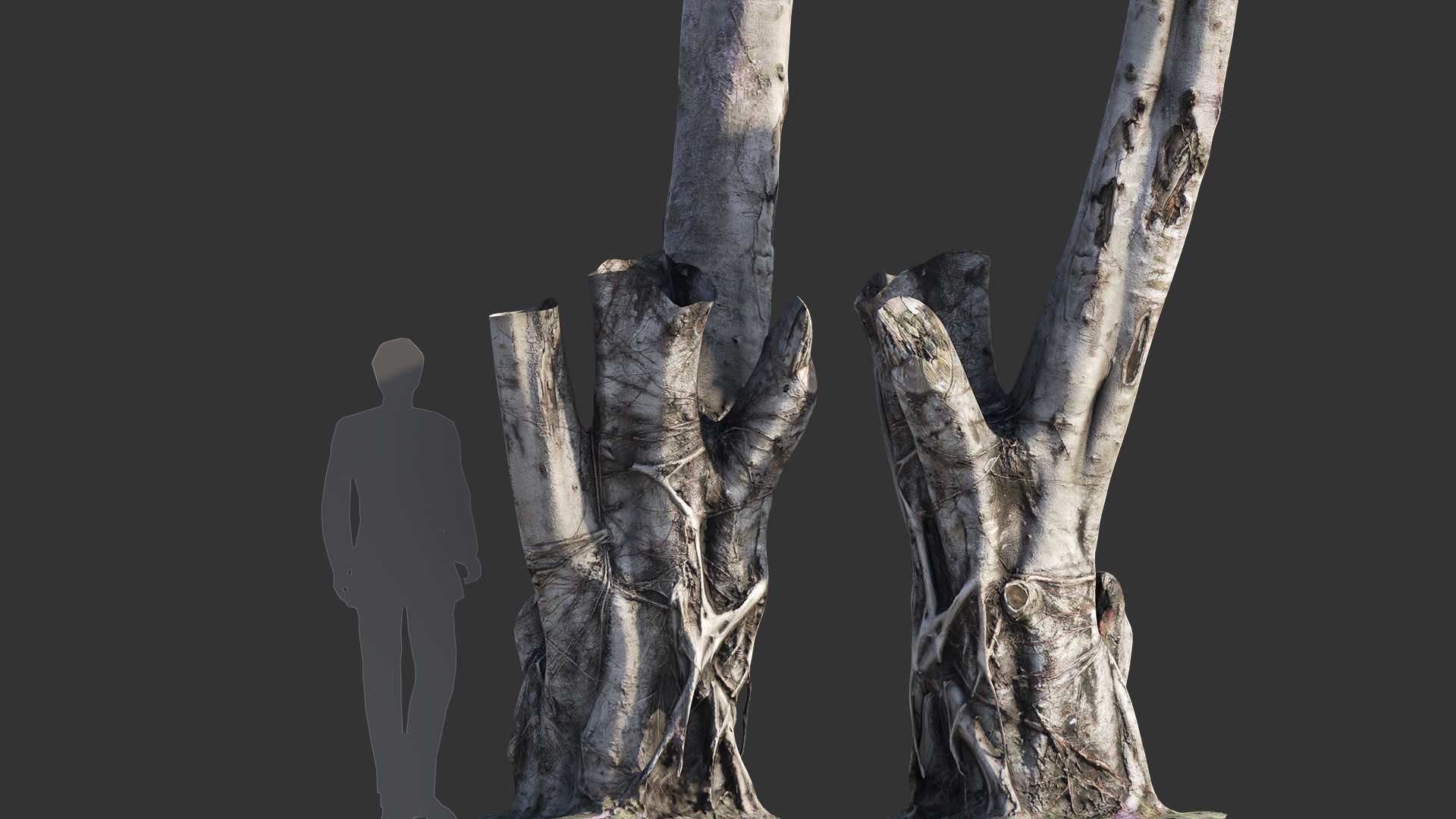 Ficus Tree Trunk 08 3D model_6