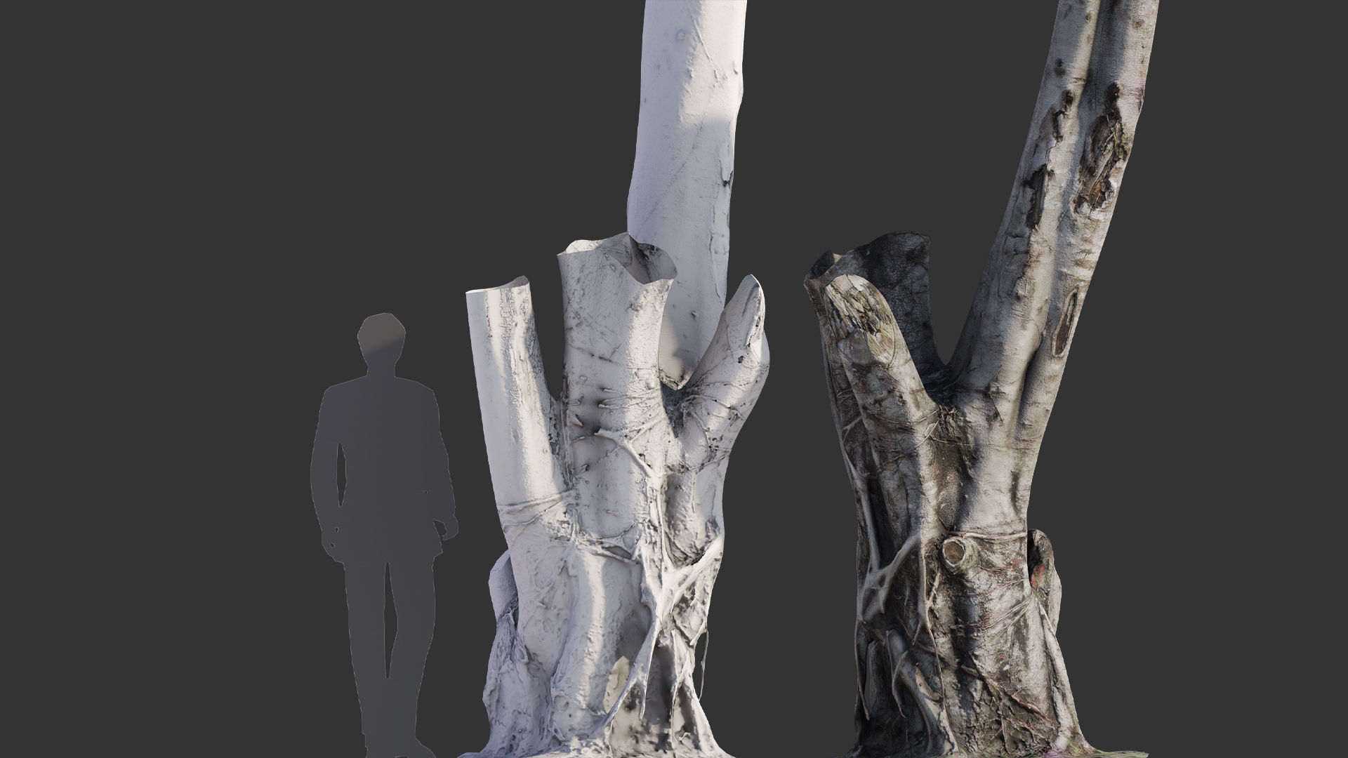 Ficus Tree Trunk 08 3D model_9