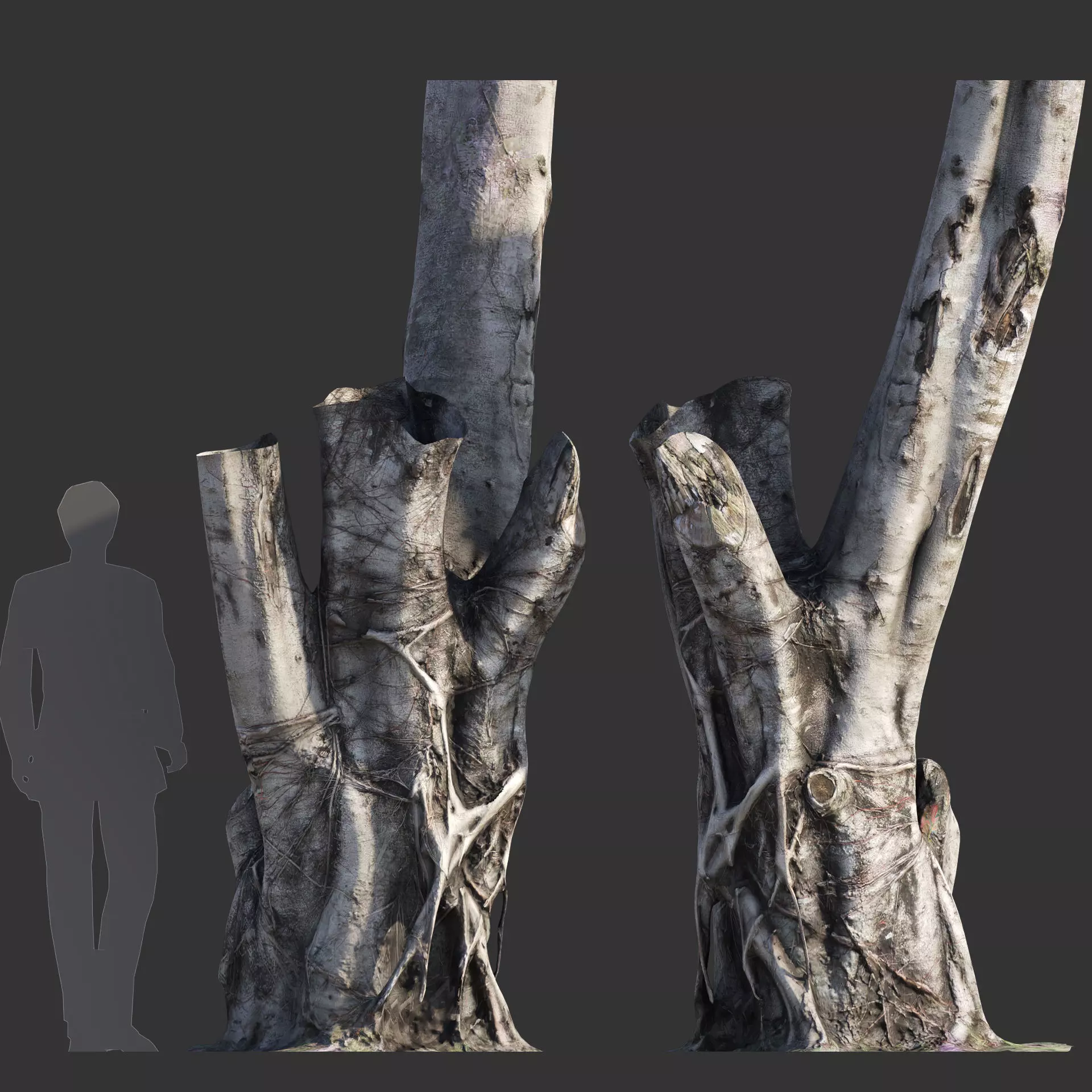 Ficus Tree Trunk 08 3D model_0