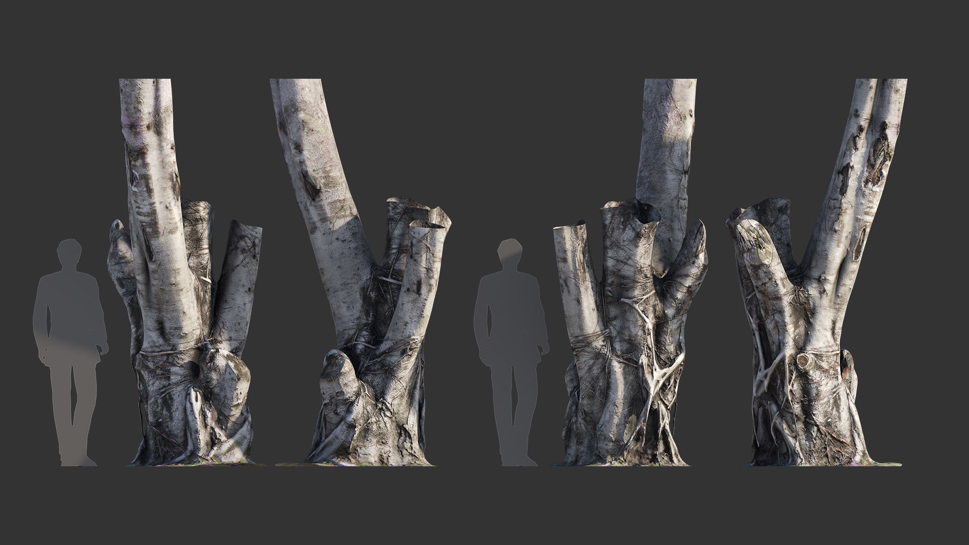 Ficus Tree Trunk 08 3D model_4
