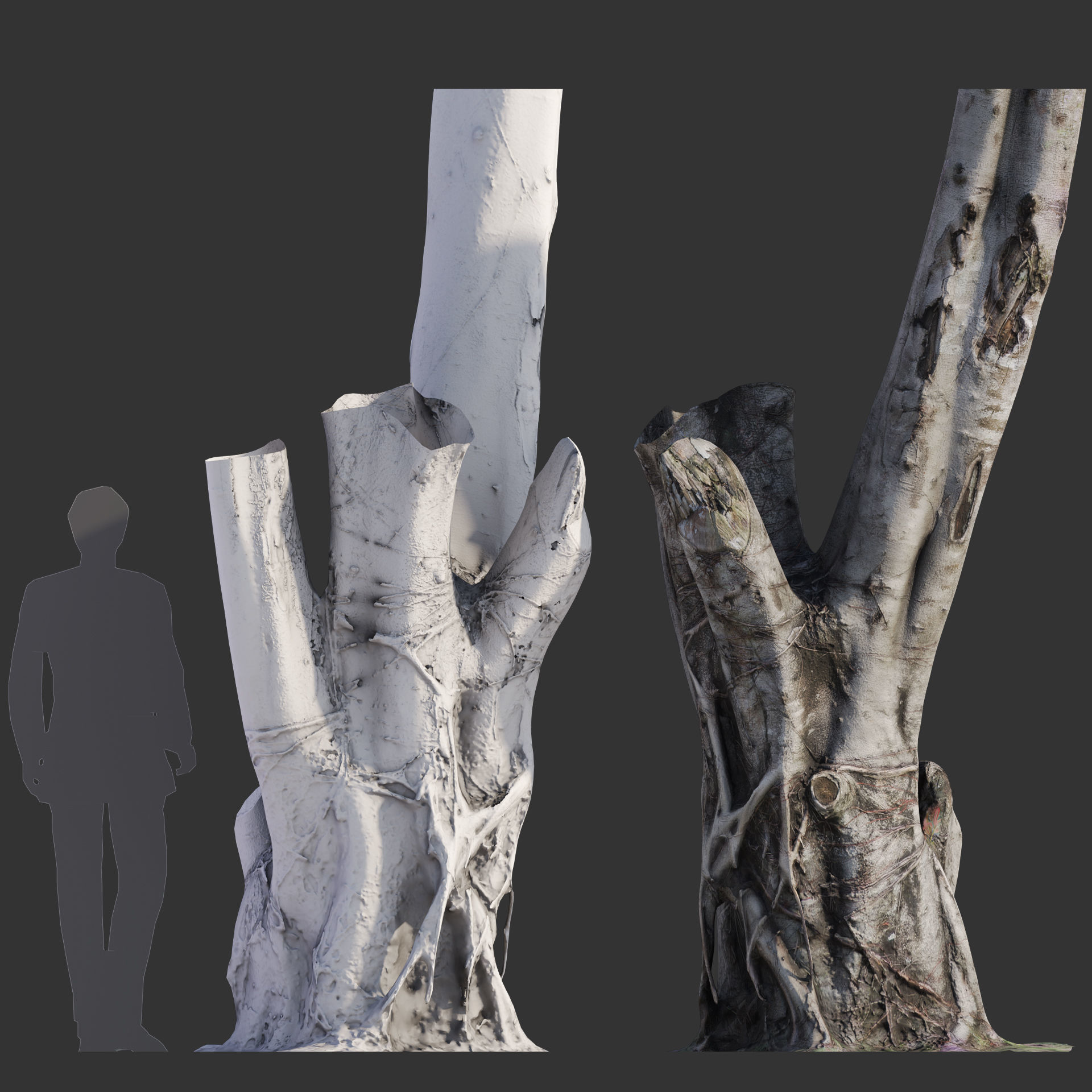 Ficus Tree Trunk 08 3D model_3