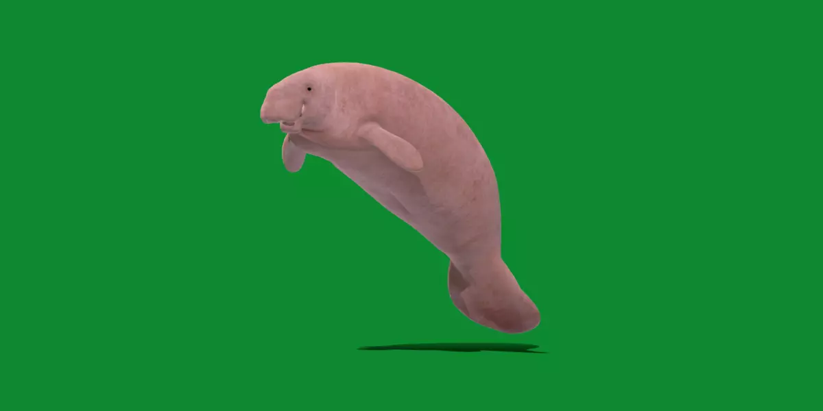 Manatee Free 3D model_1