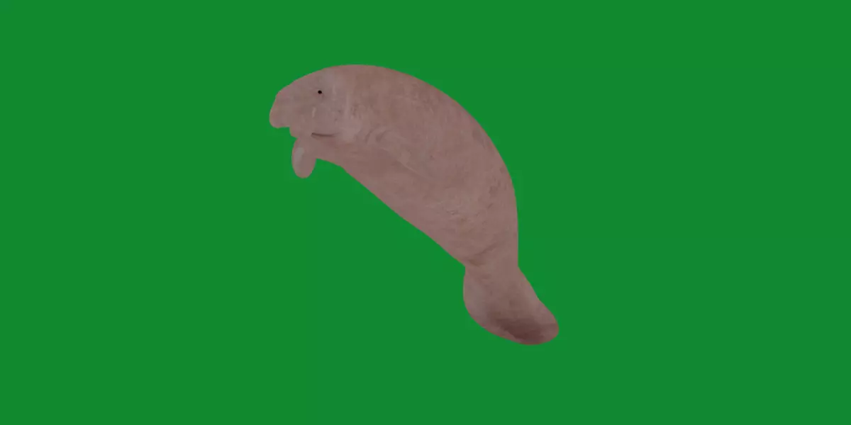 Manatee Free 3D model_2