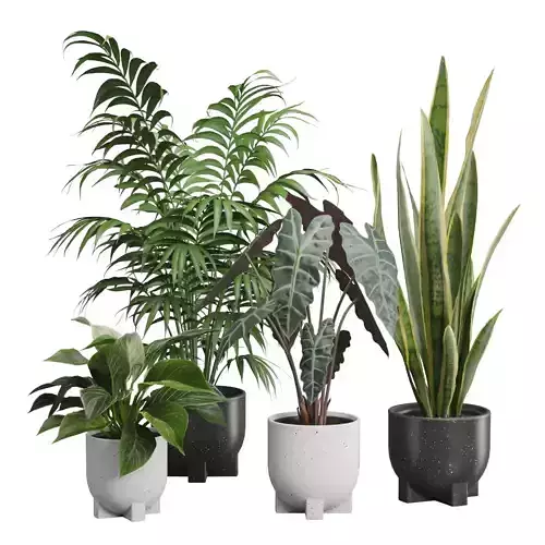 Indoor Plants Pack 55 3D model
