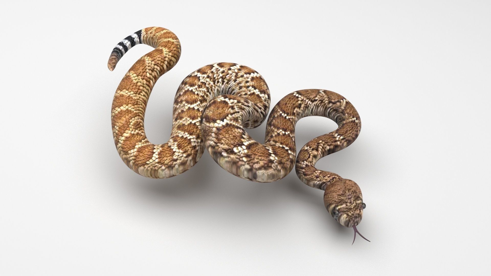 Viper Snake 3D model_3