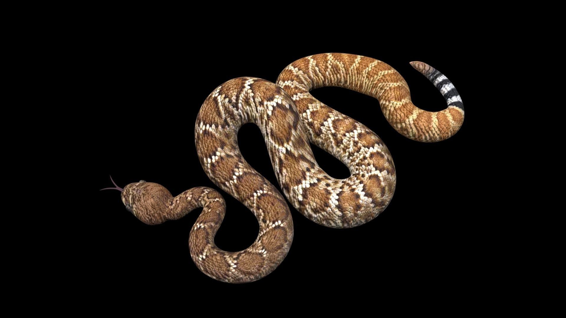 Viper Snake 3D model_8
