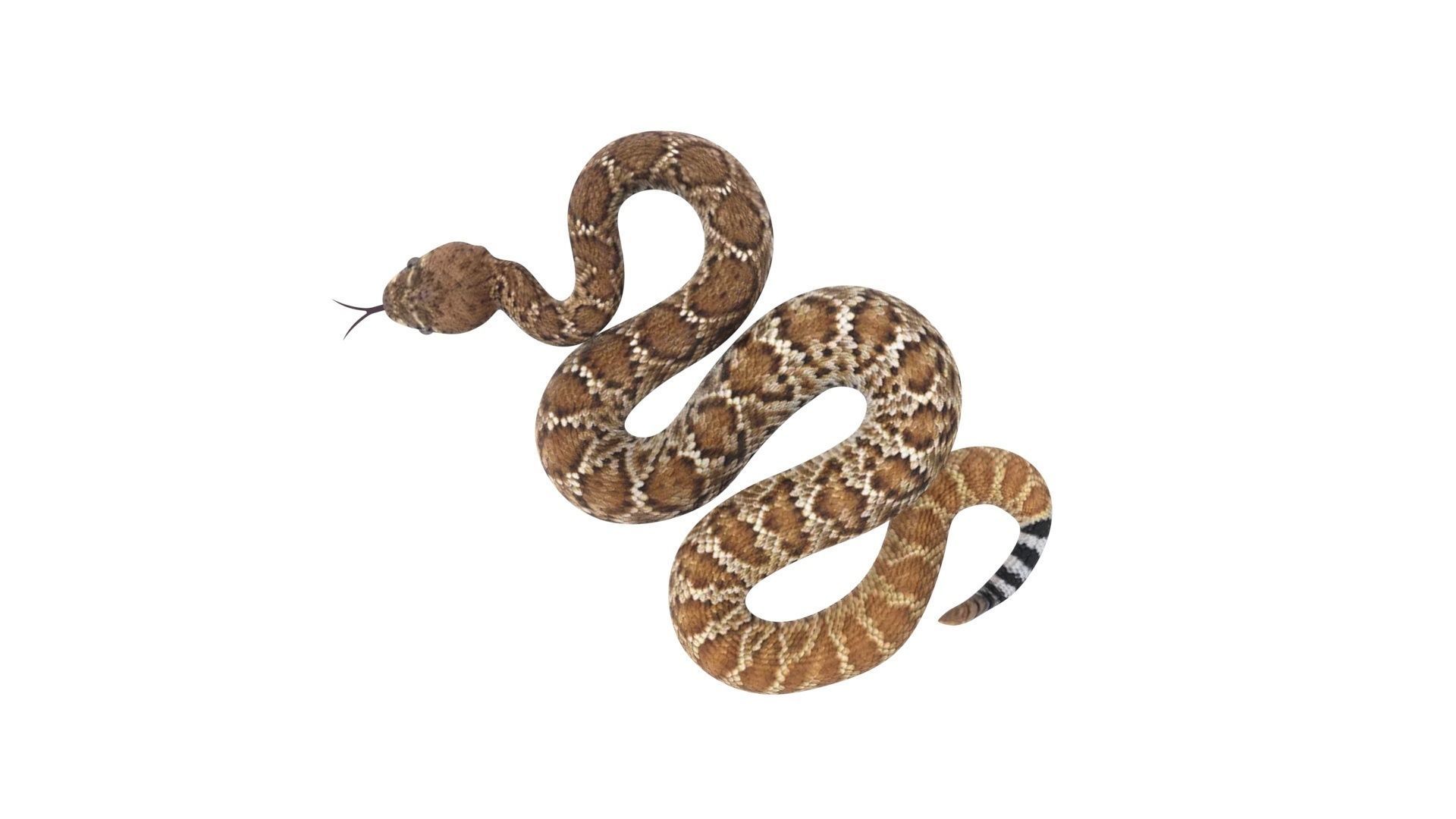 Viper Snake 3D model_13