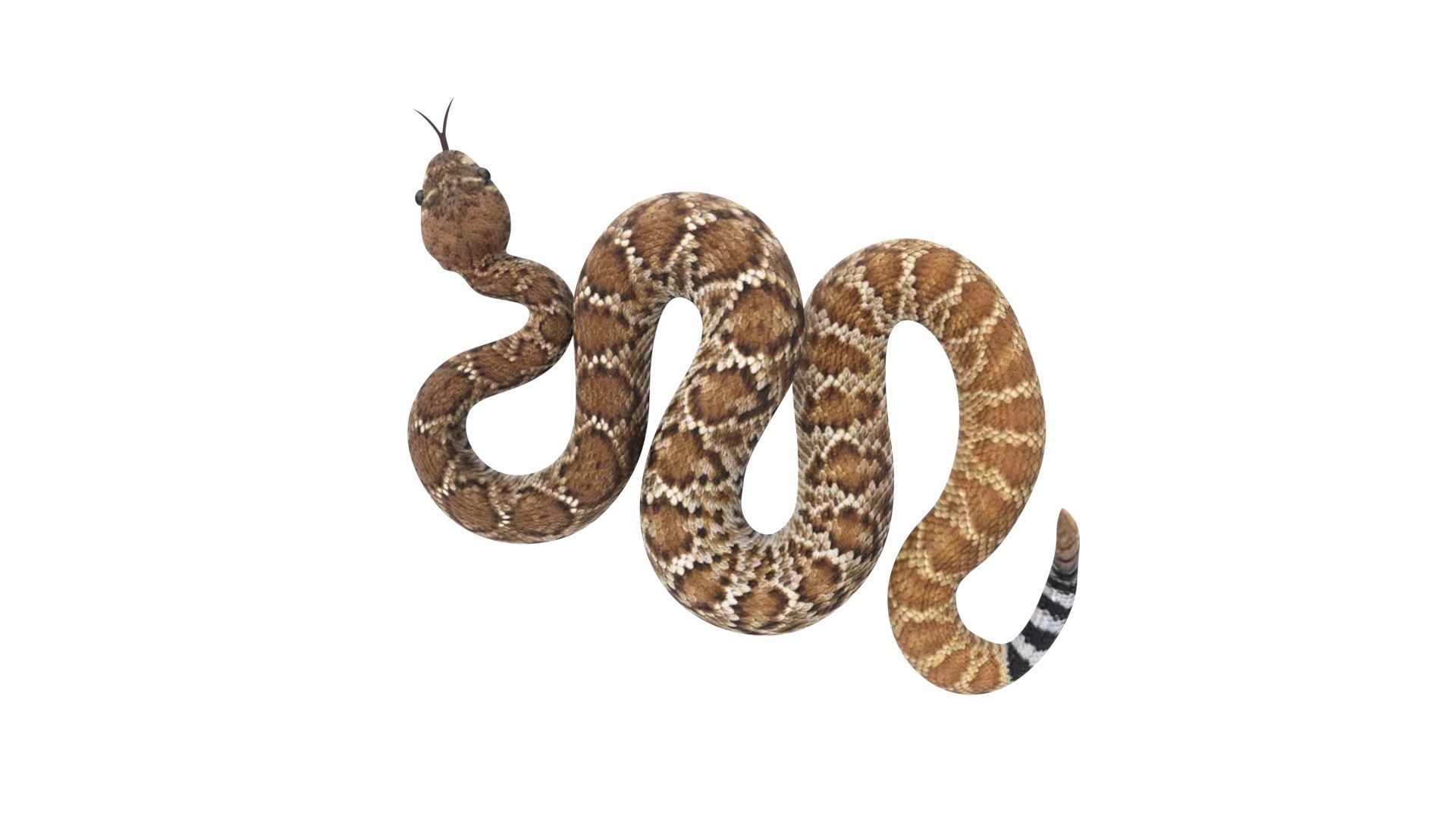 Viper Snake 3D model_10