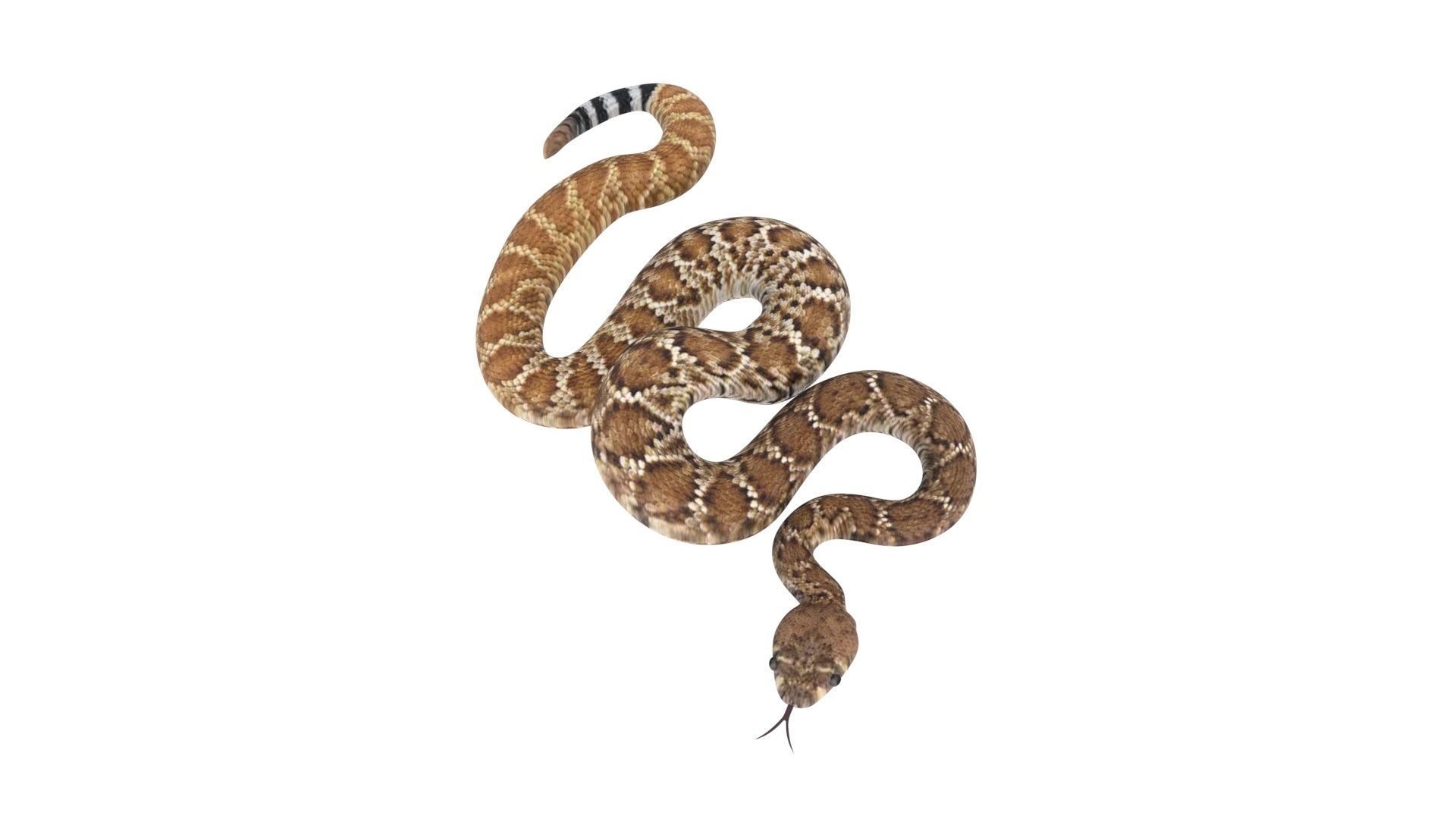 Viper Snake 3D model_12