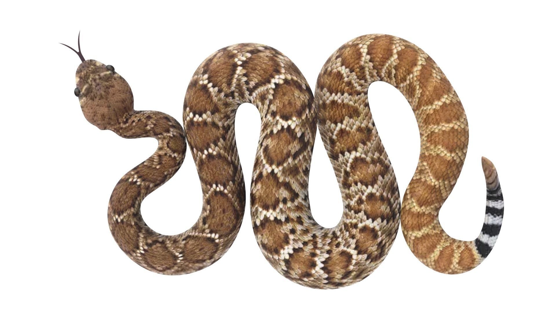 Viper Snake 3D model_14