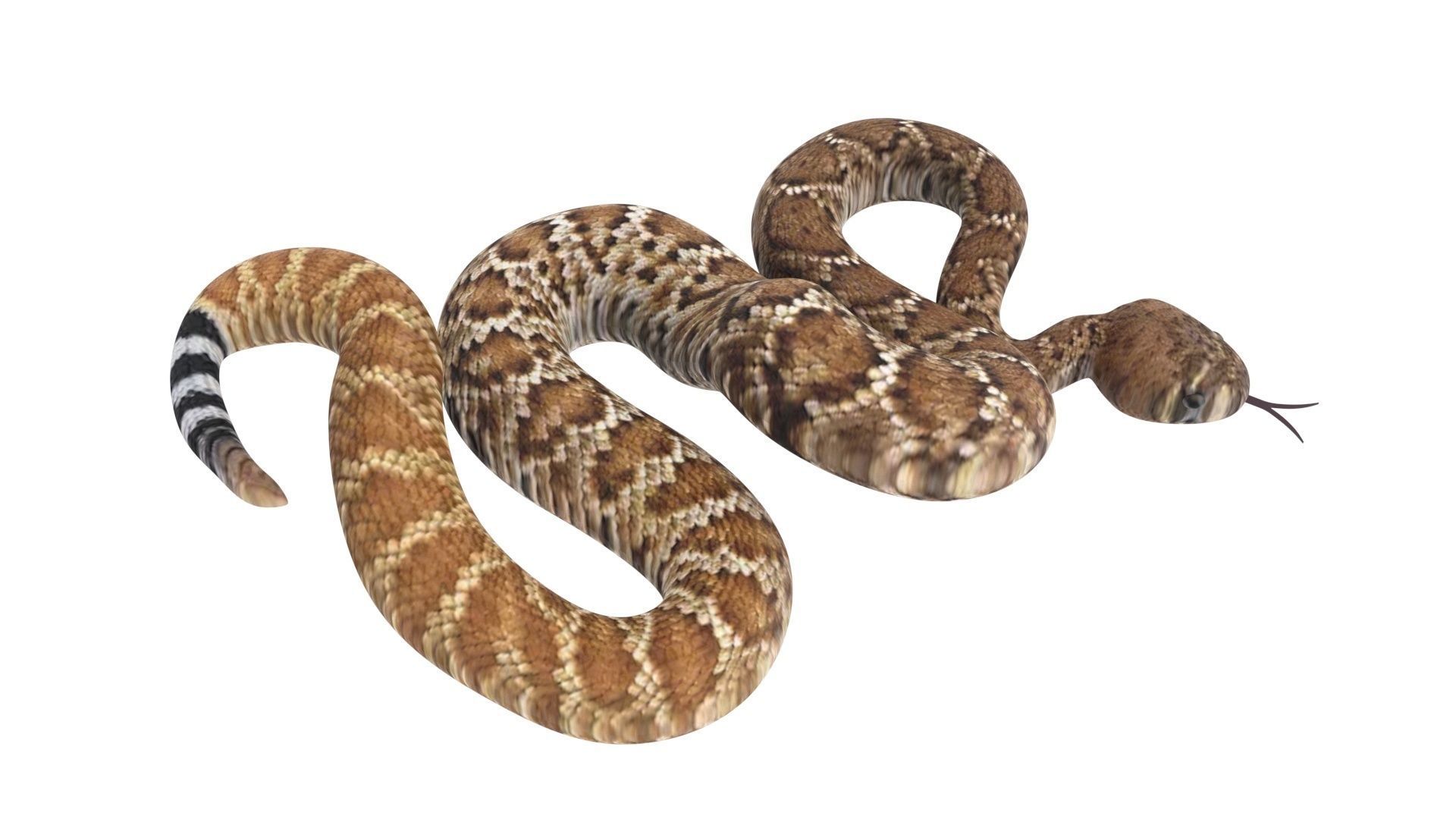 Viper Snake 3D model_11