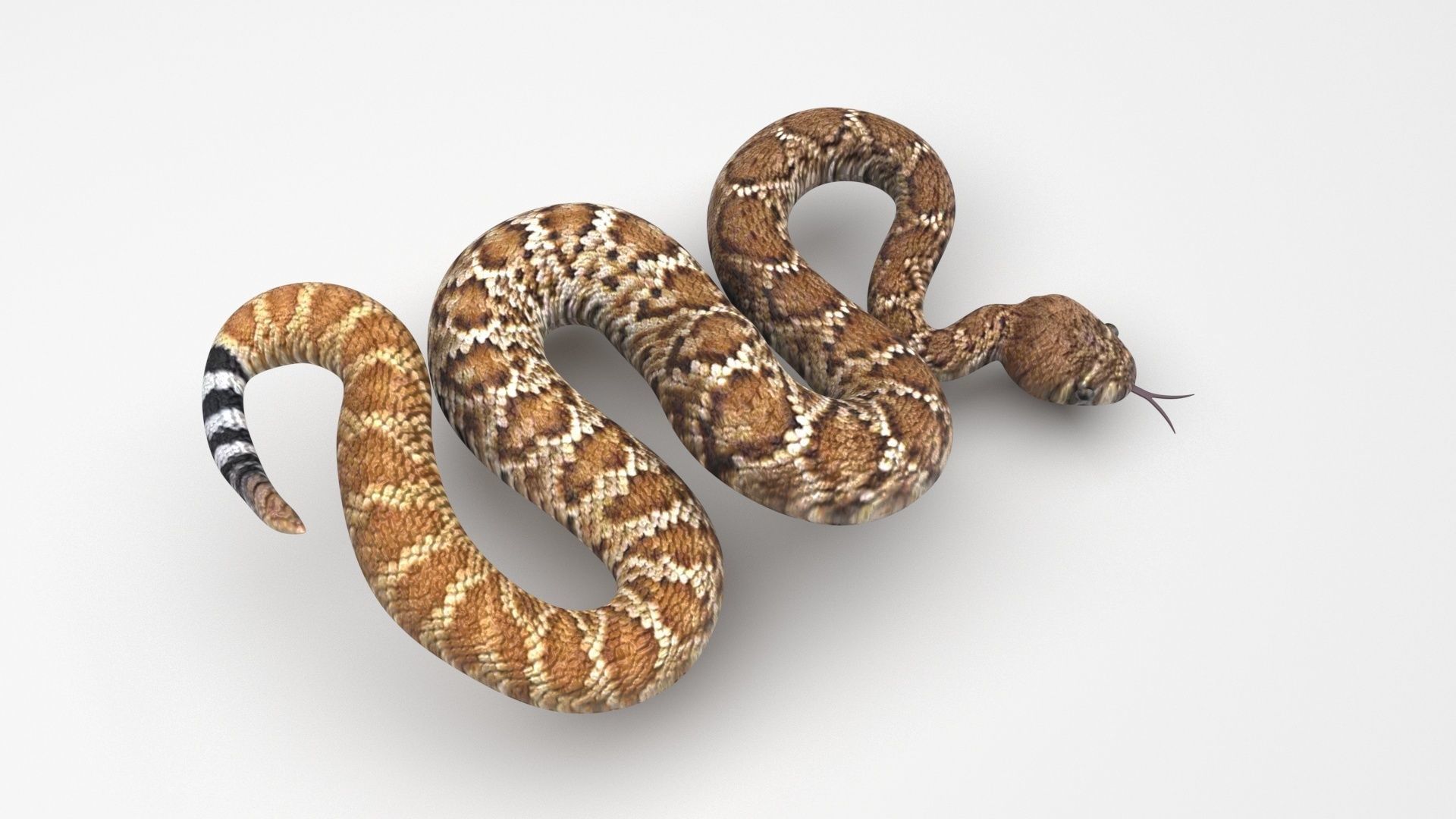 Viper Snake 3D model_2