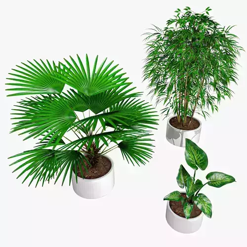 Interior Tropical Plants Vol 2 Chinese Palm Tropic Snow Bamboo