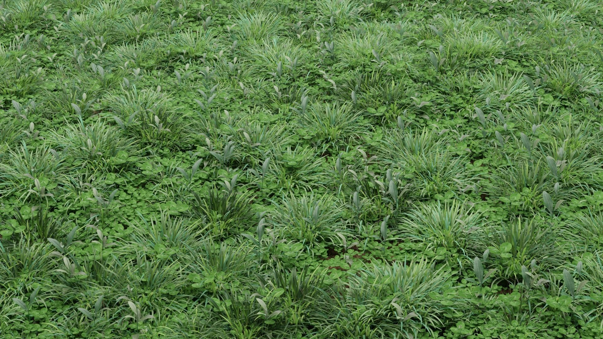 Lawn grass free Low-poly 3D model_3