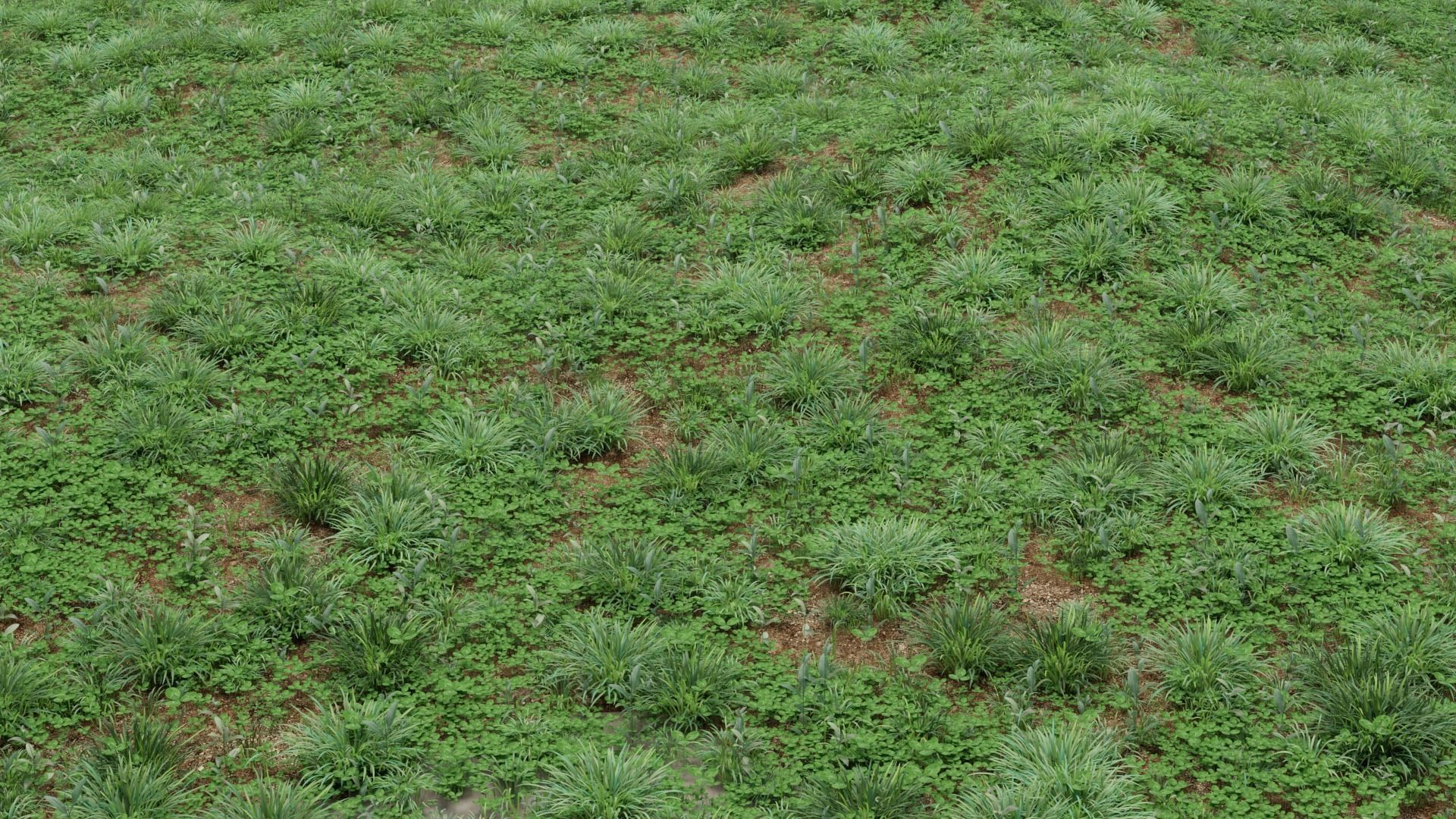 Lawn grass free Low-poly 3D model_7