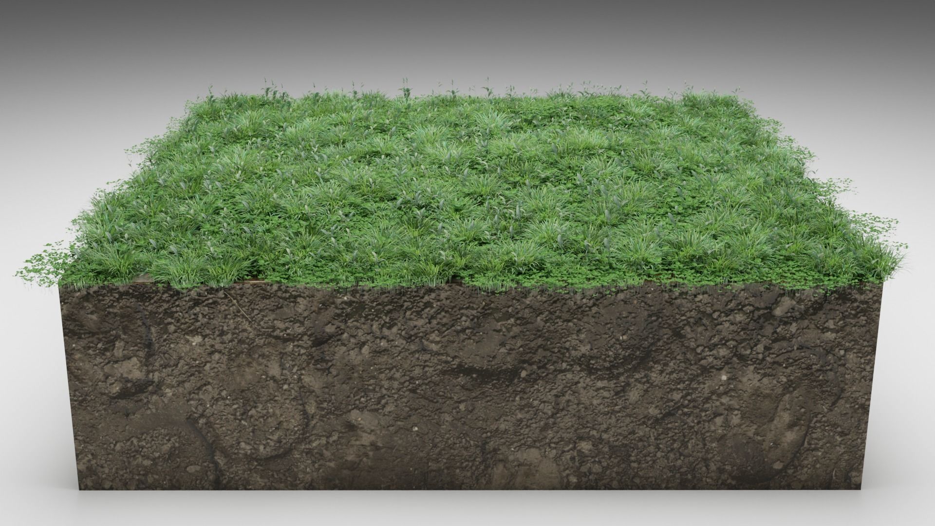 Lawn grass free Low-poly 3D model_6