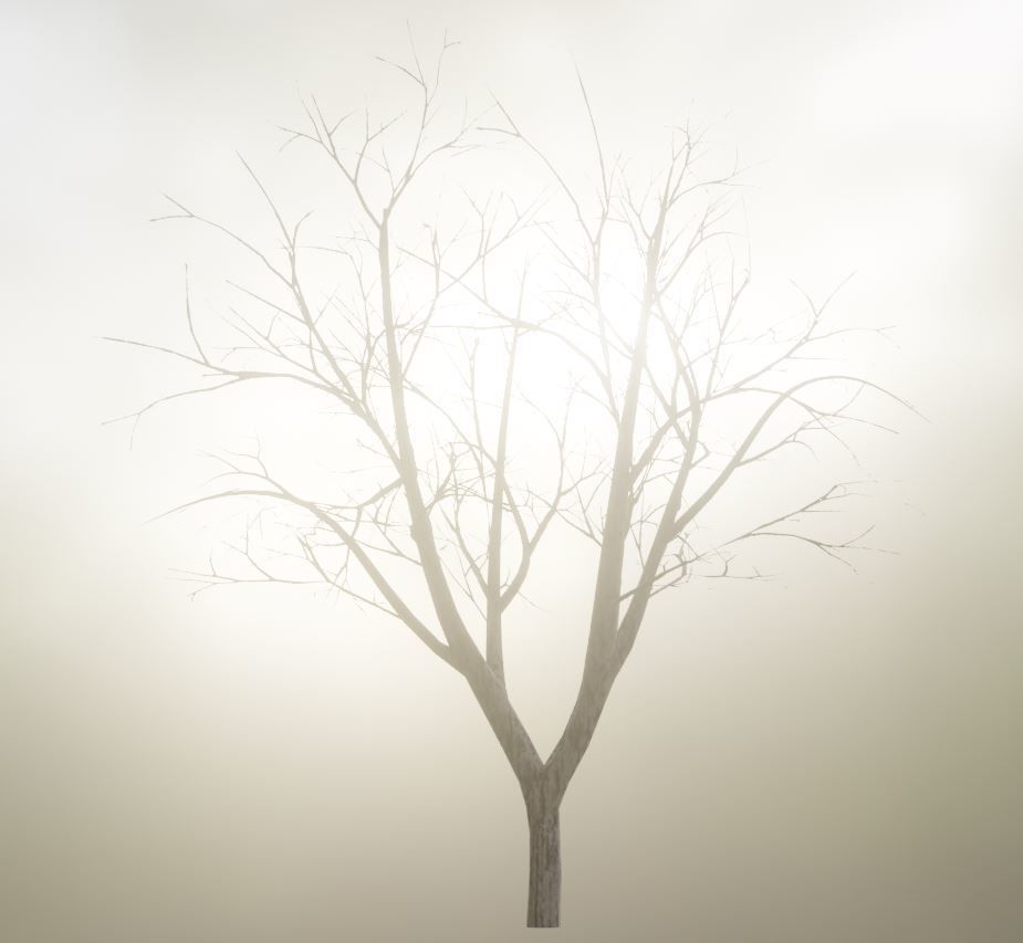 Black Alder Tree - Empress Tree - Walnut Tree Package 3D Model Collection_37