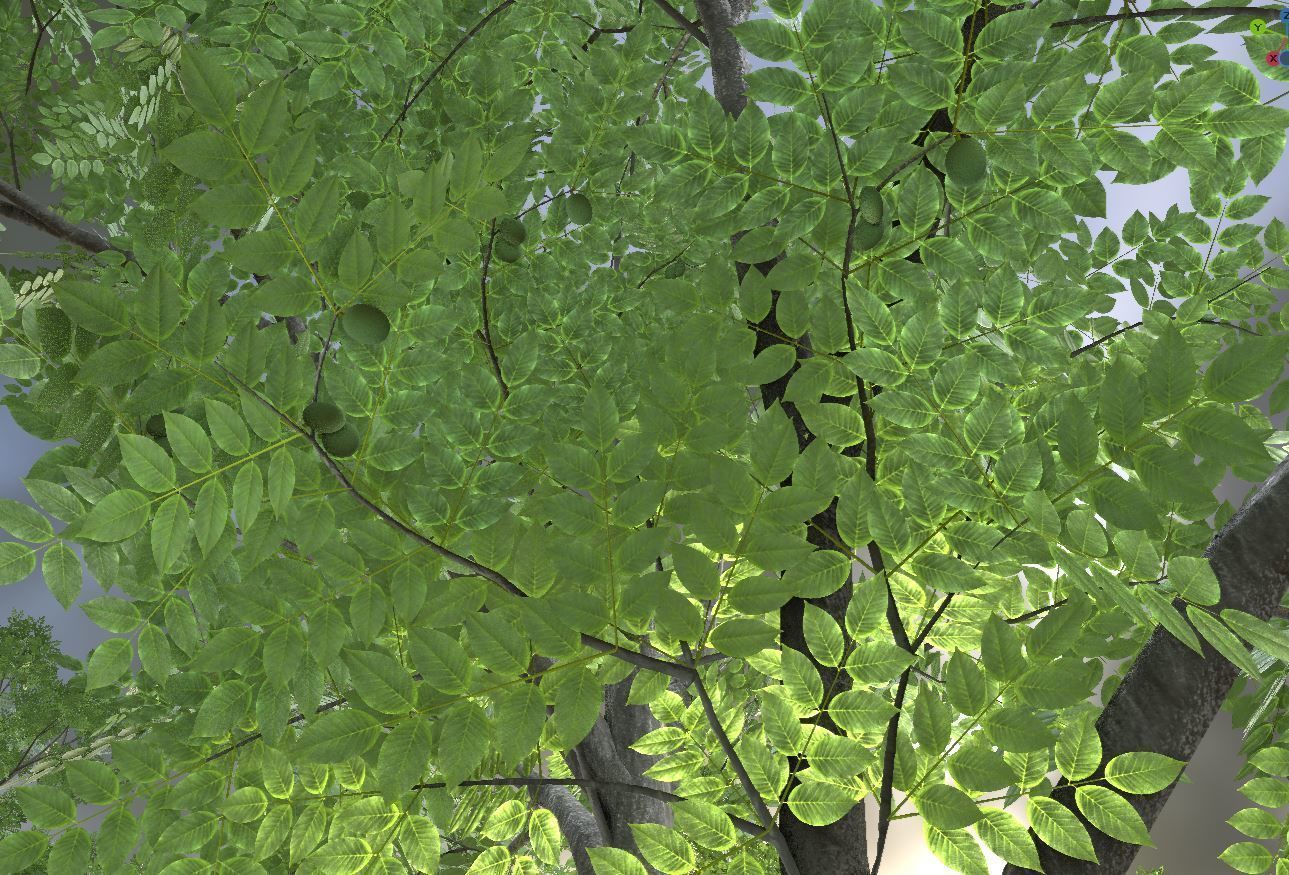 Black Alder Tree - Empress Tree - Walnut Tree Package 3D Model Collection_70