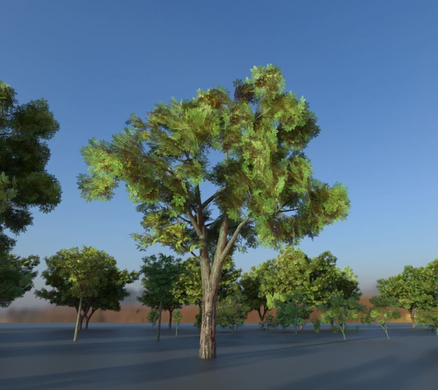 Black Alder Tree - Empress Tree - Walnut Tree Package 3D Model Collection_50