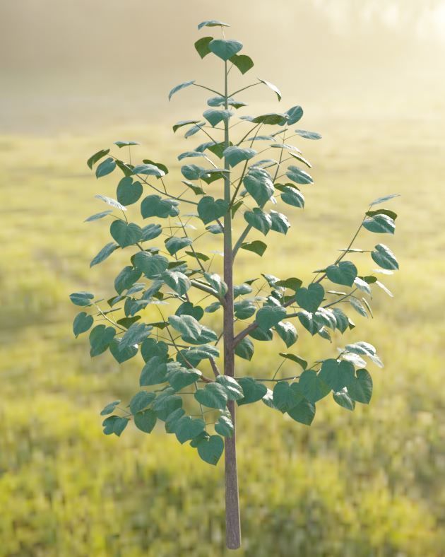 Black Alder Tree - Empress Tree - Walnut Tree Package 3D Model Collection_29