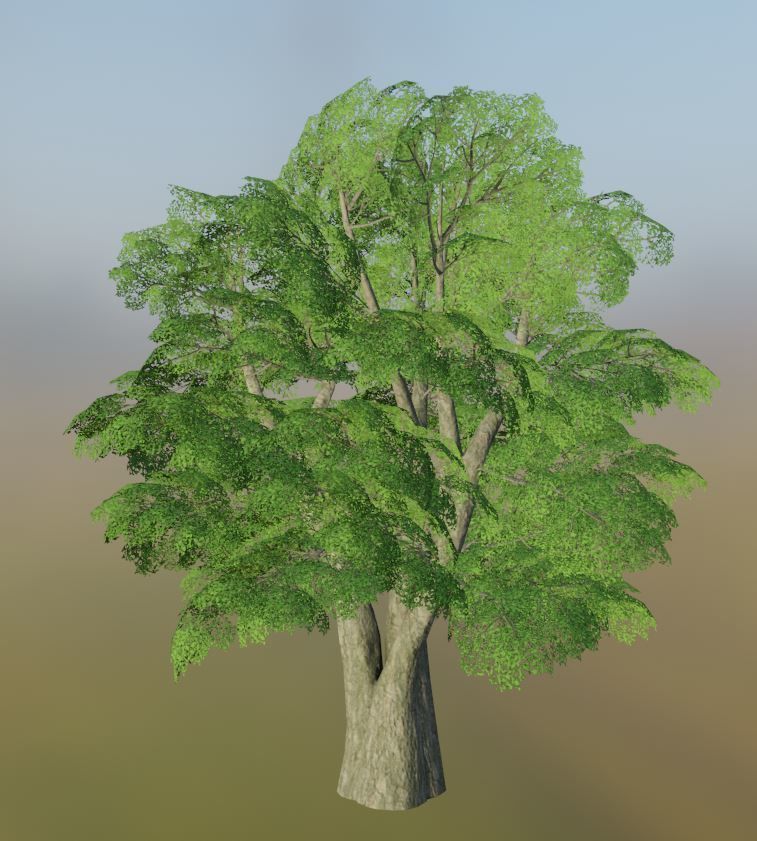 Black Alder Tree - Empress Tree - Walnut Tree Package 3D Model Collection_97