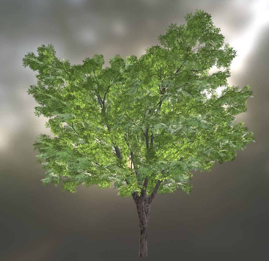Black Alder Tree - Empress Tree - Walnut Tree Package 3D Model Collection_59