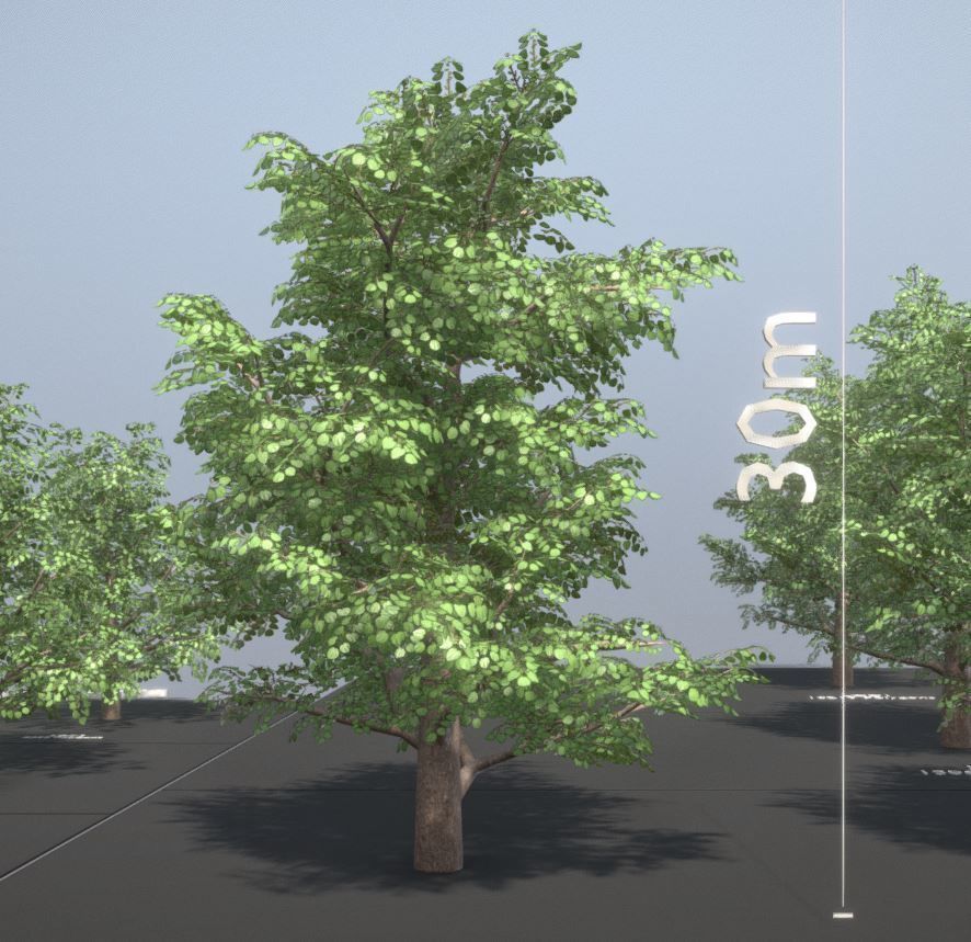 Black Alder Tree - Empress Tree - Walnut Tree Package 3D Model Collection_30