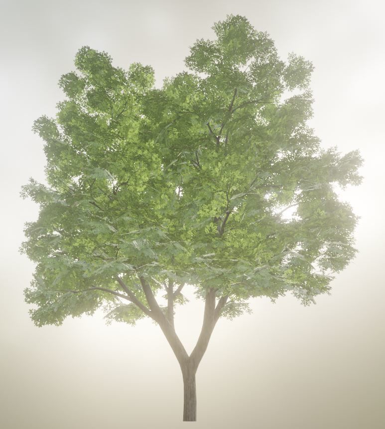 Black Alder Tree - Empress Tree - Walnut Tree Package 3D Model Collection_53