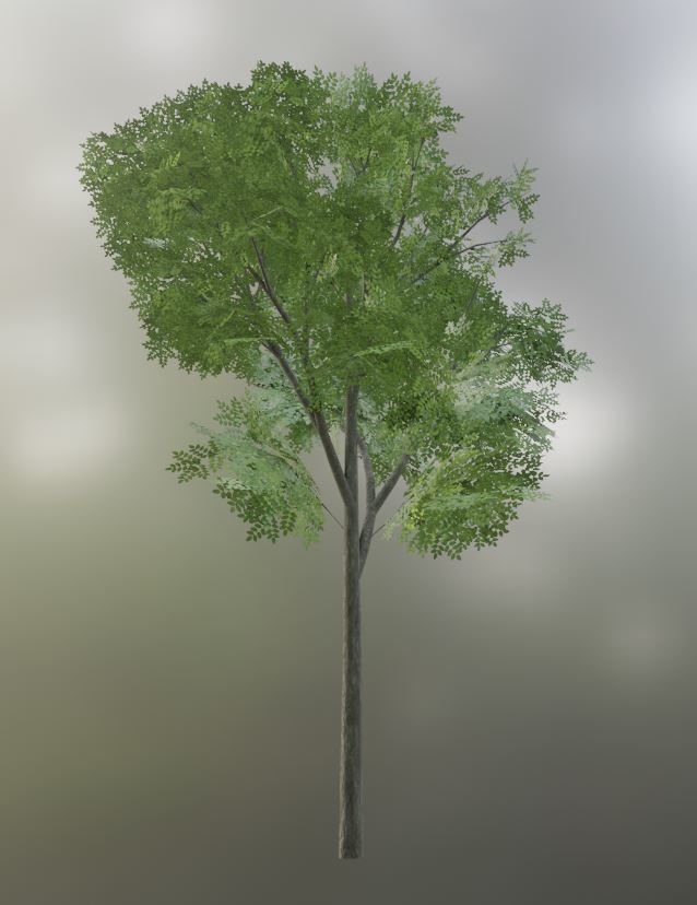 Black Alder Tree - Empress Tree - Walnut Tree Package 3D Model Collection_40