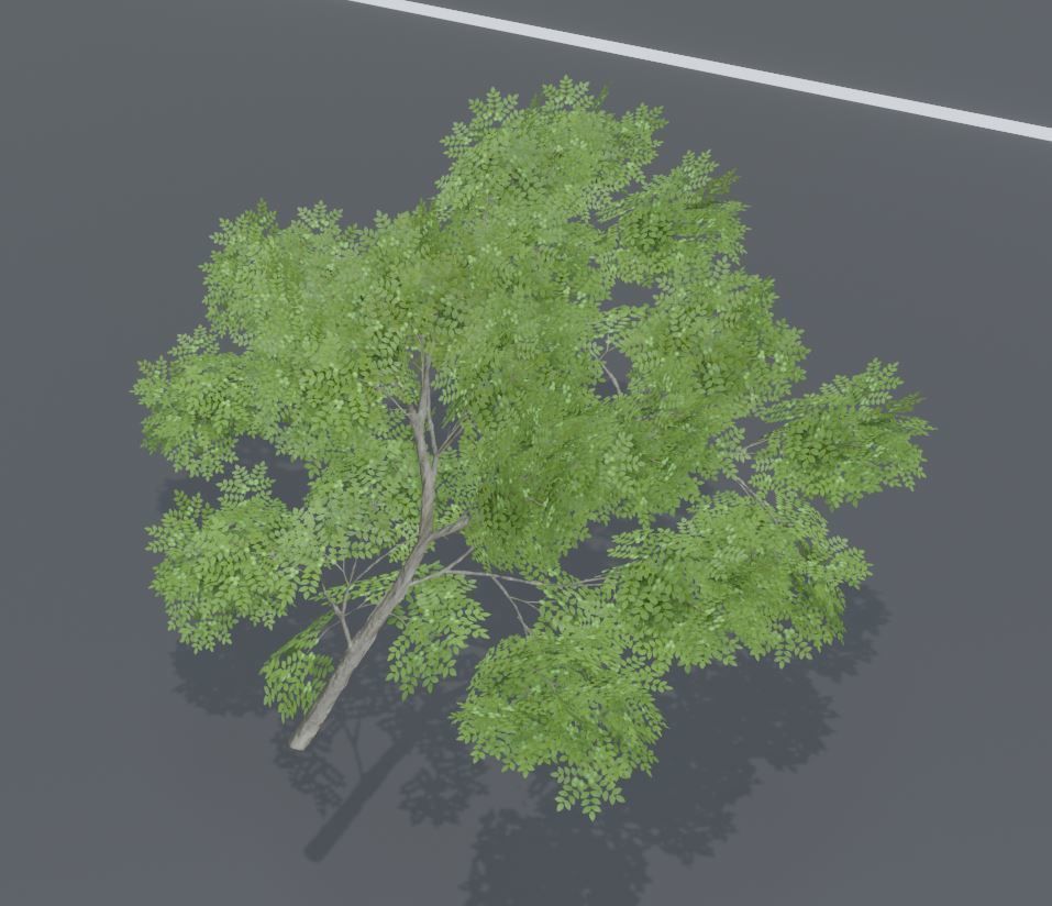 Black Alder Tree - Empress Tree - Walnut Tree Package 3D Model Collection_69